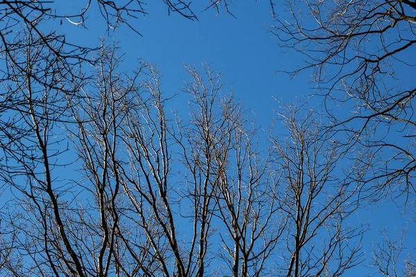 Titta upp genom träden utan löv på vintern med blå himmel. — Stockfoto