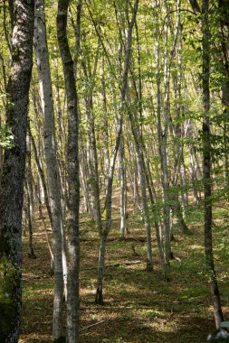 Sonbaharda yeşil ormanda güneş ışığı