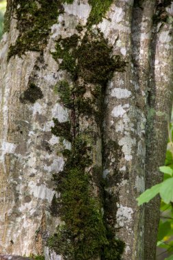 Yosun ile Çatlak Kaba Yeşil Ağaç Kabuğu