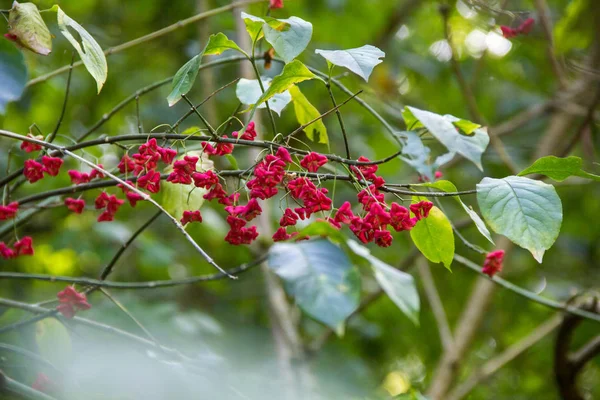 Маленькие красные цветы на зеленом фоне куста — стоковое фото