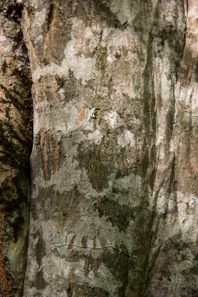 Corteza de árbol verde áspero agrietado con musgo —  Fotos de Stock