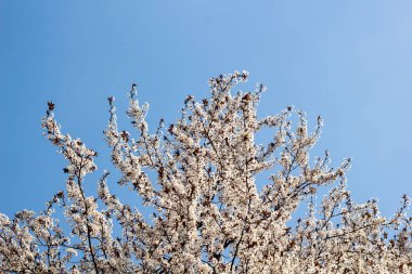 Mavi gökyüzüne karşı Ilkbahar kayısı çiçeği sınırı