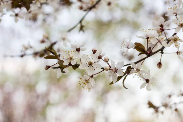 close up of cherry plum flower in springtime