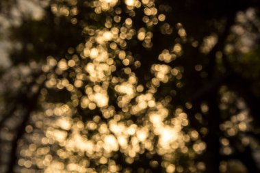 Ağaçların dalları aracılığıyla ışık güneşli bokeh