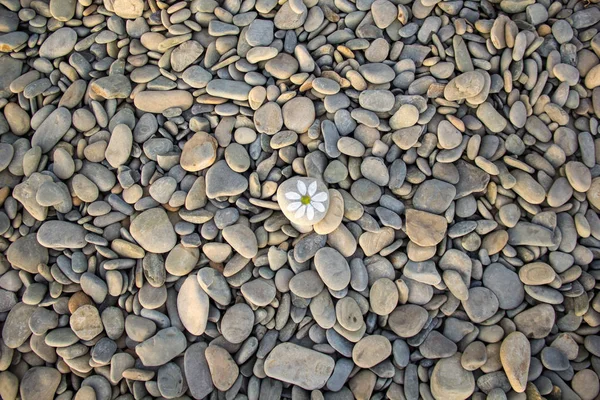 Hintergrund aus Meeressteinen. ein Kieselstein mit gezogenen Kamillen. — Stockfoto