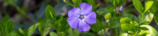 Bandiera del giovane fiore primaverile Pianta pervinca con foglie verdi e fiori blu — Foto Stock