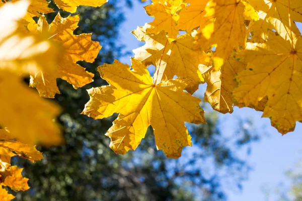 Lindas folhas de bordo amarelas no fundo do céu azul. Outono folhas fundo . — Fotografia de Stock