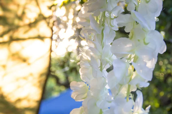 Готовлюсь к свадебной церемонии. Декор белого wisteria крупным планом — стоковое фото