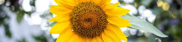 banner of Close up of sunflower, Sunflower flower of summer in field, sunflower natrue background with copy space