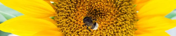 banner of Yellow sunflowers in the agricultural sunflower field. Bumblebee sitting on a yellow sunflower