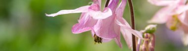bir bahçede pembe aquilegia çiçek bir fotoğraf afiş. Aquilegia ortak isimleri: büyükanne