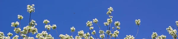 Zászló virágzó cseresznyefa ágak kék ég — Stock Fotó
