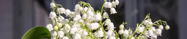 Bannière de Lys des fleurs de la vallée. Fond naturel avec des lis en fleurs de la vallée lis de la vallée — Photo