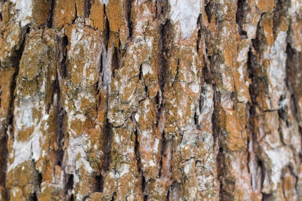 Braune Baumrinde Der Natur — Stockfoto