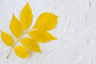 Açık beyaz arka planda sarı sonbahar yaprakları. Üst görünüm