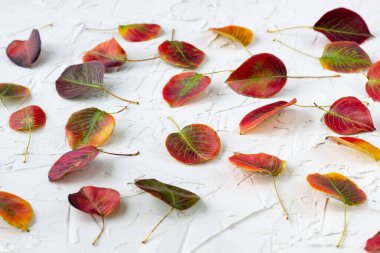 Beyaz arkaplanda düşen sonbahar yapraklarından oluşan renkli desen