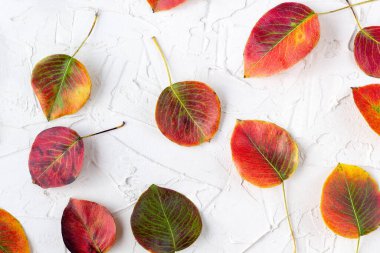 Beyaz arkaplanda düşen sonbahar yapraklarından oluşan renkli desen