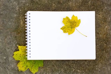 Not bir taşın üzerinde duruyor ve açık yeşil oymalı yaprakların arka planında kopya alanı var.