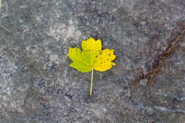Granit taş zemin üzerinde bir sarı sonbahar yaprağı fotokopi alanı ile arka plan