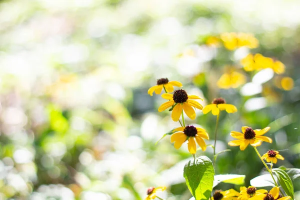 Žlutá Rudbeckia Podzimní Květina Zahradě Bokeh Pozadí Pro Váš Text — Stock fotografie