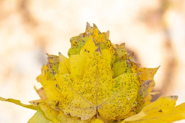 Bouquet Von Gelben Ahornblättern Der Hand Herbstsonnenlichtkonzept Mit Kopierraum — Stockfoto