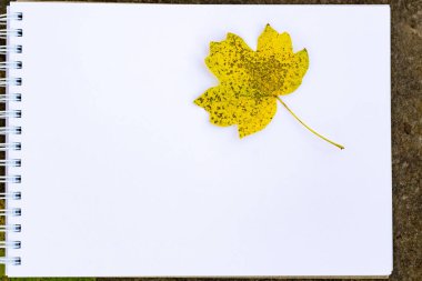 Not bir taşın üzerinde duruyor ve açık yeşil oymalı yaprakların arka planında kopya alanı var.