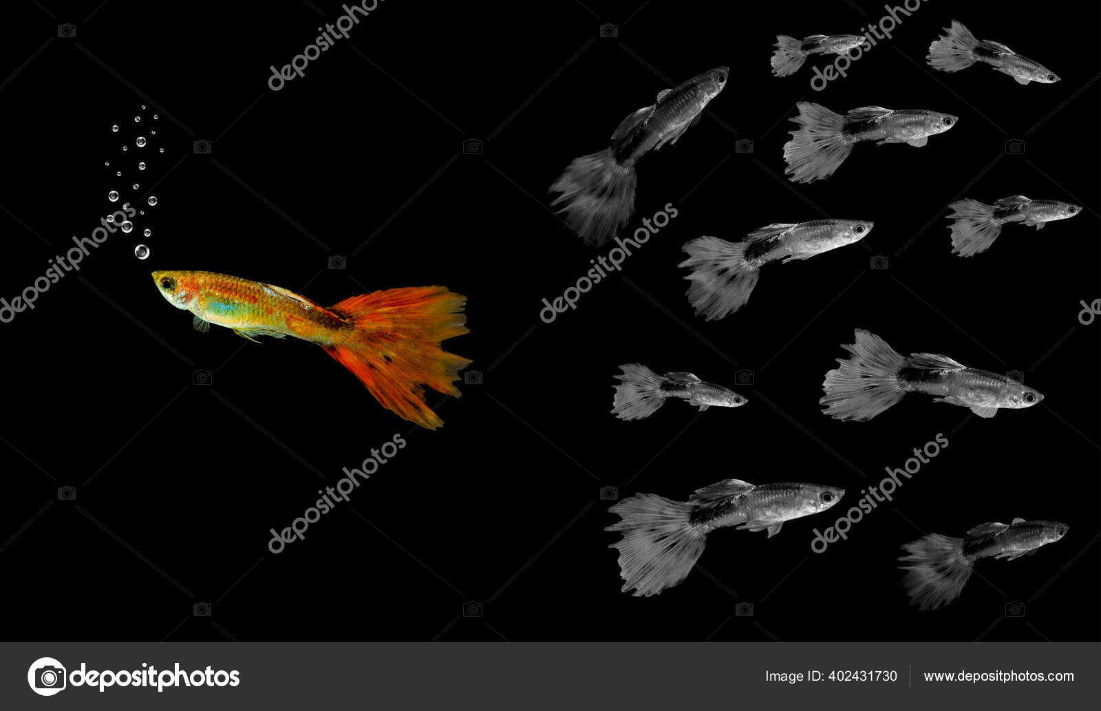 孔雀鱼图库照片 免版税孔雀鱼图片 Depositphotos