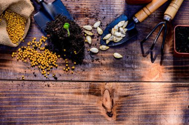 Kilitleme ve kendini karantinaya alma zamanı. Corona virüsü krizi sırasında botanik bahçesine ağaç dikmek. Rahatlamak ve mesafeli olmak için evde kal..