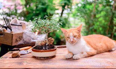 Kilit altına alınıp kendini karantinaya alındığında kediyle evde bahçeyle uğraşıyordu. Corona virüsü krizi sırasında botanik bahçesinde dinlenme aktivitesi. Rahatlamak ve mesafeli olmak için evde kal..