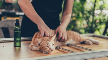 Yeni sivrisinek teli ekranıyla pencere çerçevesini onar. Evi yenilemek için evde kal. Corona virüs krizleri sırasında yaşam tarzı. Evdeki kendini karantinaya al..