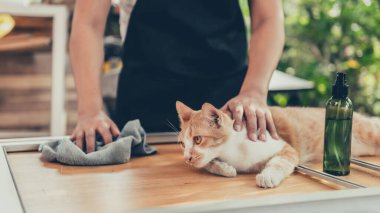 Yeni sivrisinek teli ekranıyla pencere çerçevesini onar. Evi yenilemek için evde kal. Corona virüs krizleri sırasında yaşam tarzı. Evdeki kendini karantinaya al..