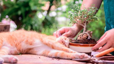 Kilit altına alınıp kendini karantinaya alındığında kediyle evde bahçeyle uğraşıyordu. Corona virüsü krizi sırasında botanik bahçesinde dinlenme aktivitesi. Rahatlamak ve mesafeli olmak için evde kal..