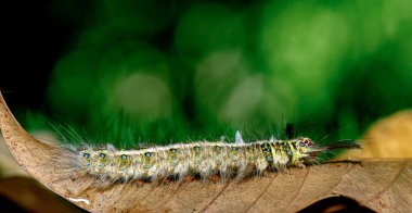 Makro böcek ve hayvan hayatı. Bahçede sarı çizgili siyah tırtıl.