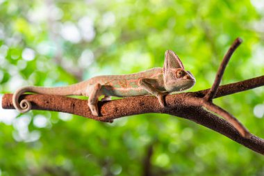 Bukalemun kertenkelesi, doğal arka planı olan bir bahçede tahta üzerinde duruyor. Makro hayvan fotoğrafı.