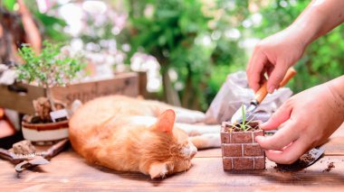 Kilit altına alınıp kendini karantinaya alındığında kediyle evde bahçeyle uğraşıyordu. Corona virüsü krizi sırasında botanik bahçesinde dinlenme aktivitesi. Rahatlamak ve mesafeli olmak için evde kal..
