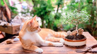 Kilit altına alınıp kendini karantinaya alındığında kediyle evde bahçeyle uğraşıyordu. Corona virüsü krizi sırasında botanik bahçesinde dinlenme aktivitesi. Rahatlamak ve mesafeli olmak için evde kal..