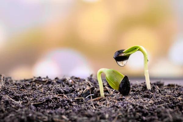 Home Gardening Lock Self Quarantine Planting Seeds Soil Botanic Garden — Stock Photo, Image