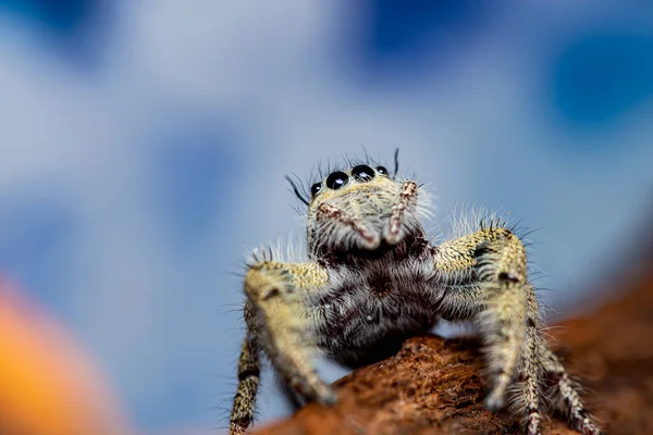 Крупним Планом Platycryptus Undatus Стрибає Павук Макро Фотографія Комах Тварин — стокове фото