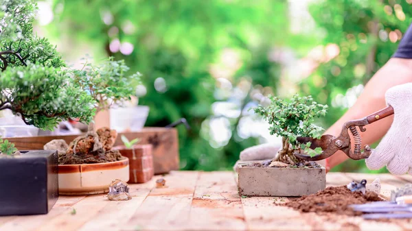 Jardinagem Casa Quando Bloquear Auto Quarentena Plantando Sementes Solo Jardim — Fotografia de Stock