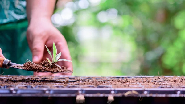 Home gardening when Lock down and Self-quarantine. Planting seeds in soil at botanic garden during the Corona virus crisis. Stay home for relax and Social distancing.