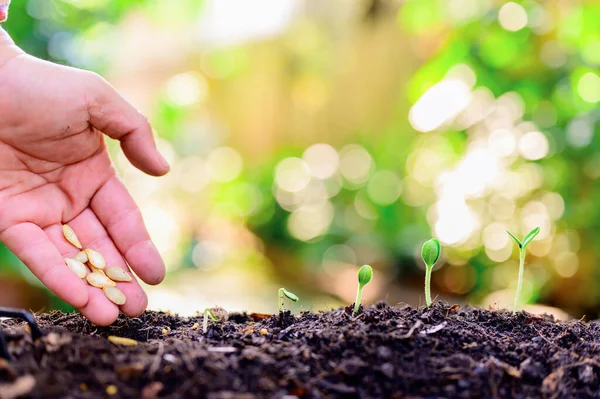 Home gardening when Lock down and Self-quarantine. Planting seeds in soil at botanic garden during the Corona virus crisis. Stay home for relax and Social distancing.