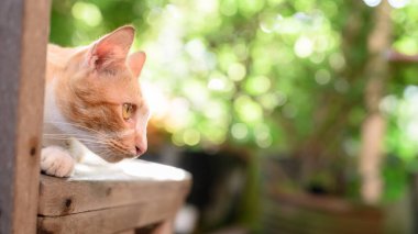 Gün batımında ışık saçan ve lens flaşlı sevimli beyaz ve kahverengi kedi. Şirin hayvan, rahatla ev bahçesinde.