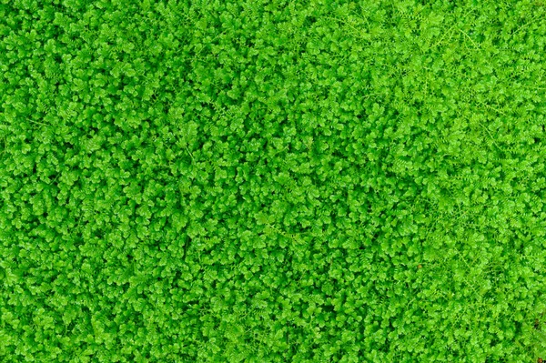 Groene Bladeren Achtergrond Natuurlijk Behang Textuur Tuin — Stockfoto
