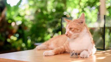 Gün batımında ışık saçan ve lens flaşlı sevimli beyaz ve kahverengi kedi. Şirin hayvan, rahatla ev bahçesinde.