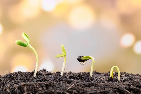 Miniatuur Speelgoed Pasgeboren Met Plant Boom Groei Milieuconcept — Stockfoto