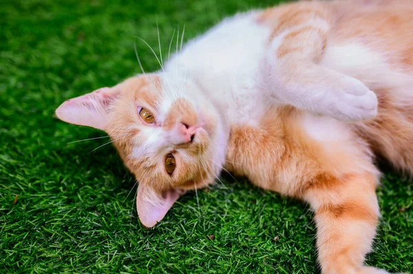 Przyjazny Biały Brązowy Kot Cute Pet Relaks Domu Zielony Ogród — Zdjęcie stockowe