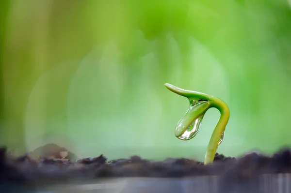 Eau Coule Sur Semis Une Nouvelle Plante Plantation Arbre Pour — Photo