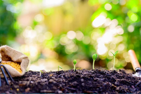 Jardinagem Casa Quando Bloquear Auto Quarentena Plantando Árvore Jardim Botânico — Fotografia de Stock