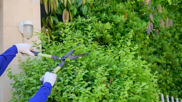 Home gardening when Lock down and Self-quarantine. Recreation activity at botanic garden during the Corona virus crisis. Stay home for relax and Social distancing.