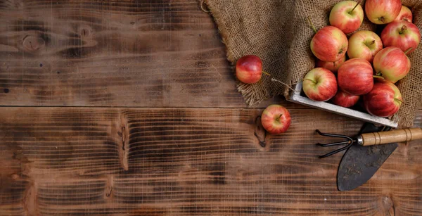 แอปเป ลแดงส นทร ในกล องไม ใบไม วงเก บเก Cornucopia ในฤด — ภาพถ่ายสต็อก